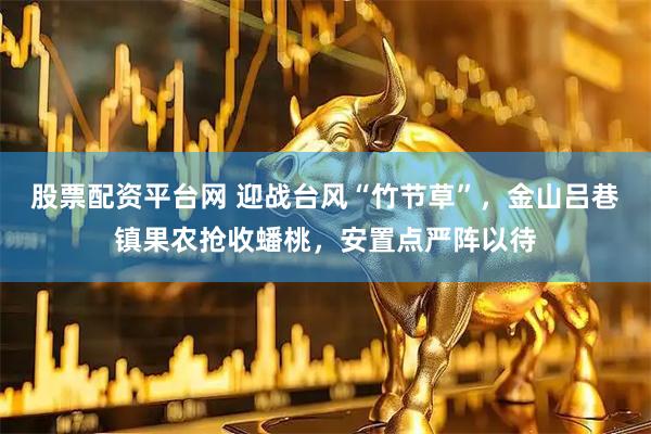 股票配资平台网 迎战台风“竹节草”，金山吕巷镇果农抢收蟠桃，安置点严阵以待